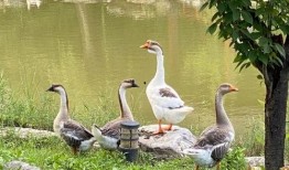 娱乐圈吃瓜大鹅,揭秘明星幕后故事